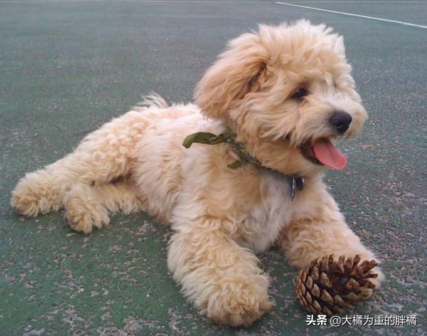 买泰迪犬需谨慎,发现这6个问题果断离开,可别买到“病狗”了
