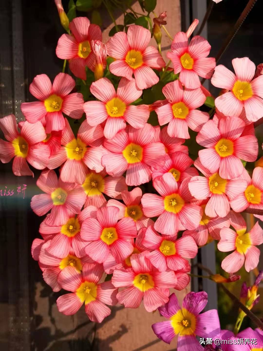 酢浆草种球品种图鉴大全,酢浆草种球品种图鉴