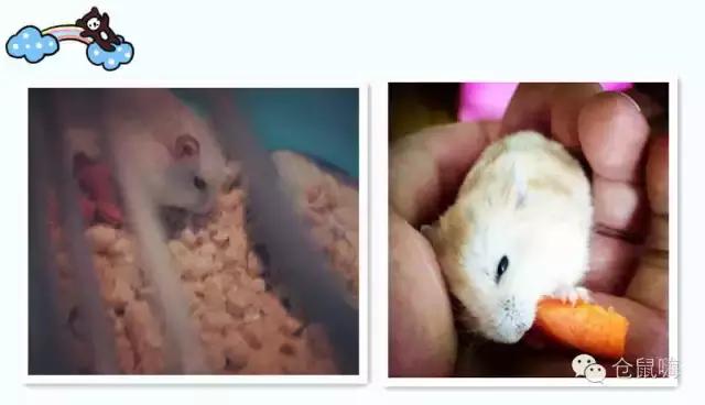 仓鼠拉肚子是怎么回事,小仓鼠拉肚子教程