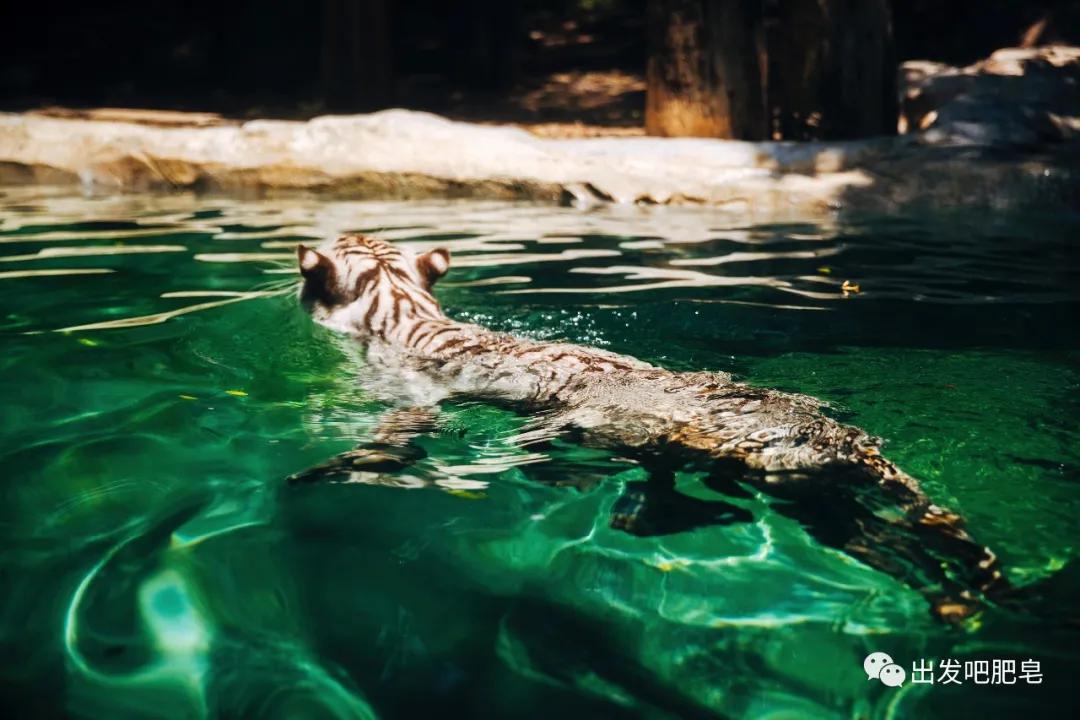 长隆飞鸟乐园长隆熊猫酒店怎么选,周一长隆野生动物园游玩攻略