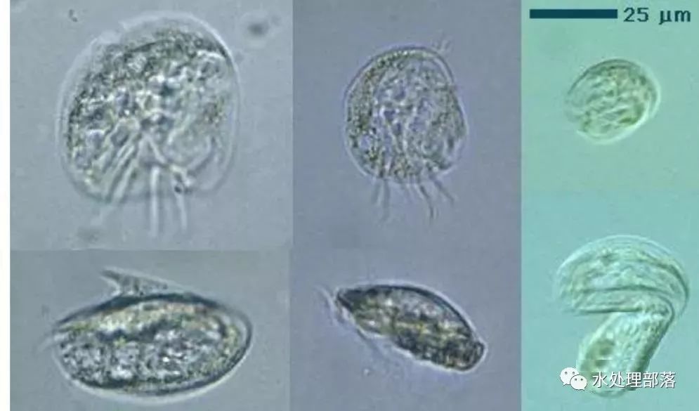 高清丨污水处理微生物图谱