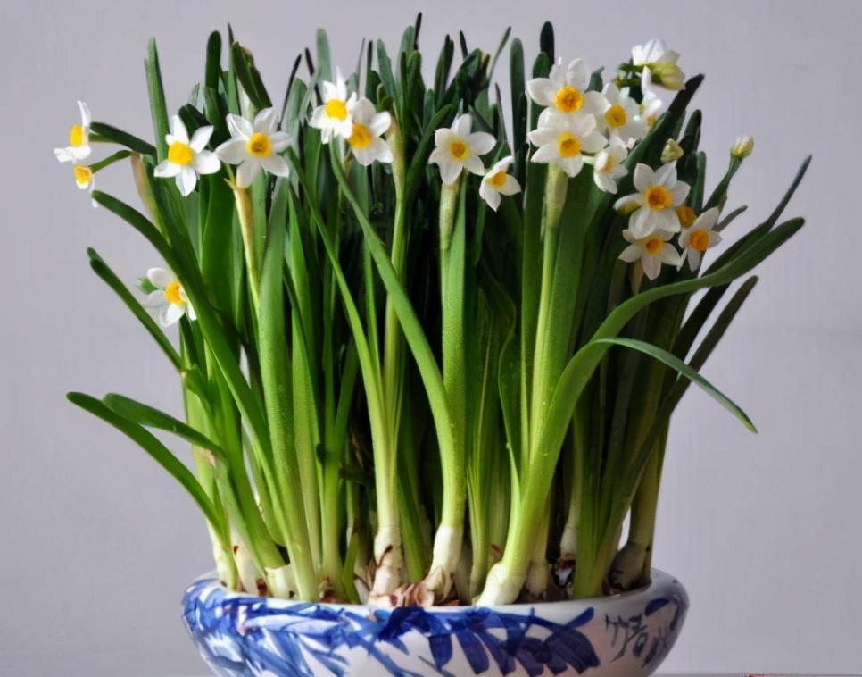 水仙花盆种植方法图解,水仙开完花怎么养种球