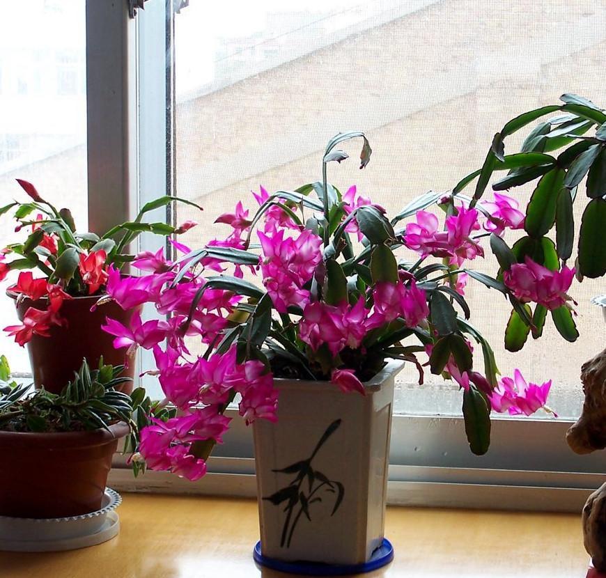 适合9月份养的绿植,四季最好养的10种花