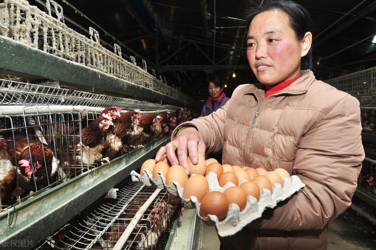 东北玉米行情全面上涨,玉米和大豆价格接近创纪录新高