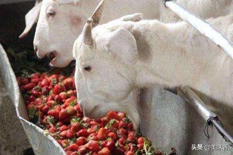 羊传染性拉稀和病毒性拉稀咋治,羊不拉稀吃了拉稀药会怎么样