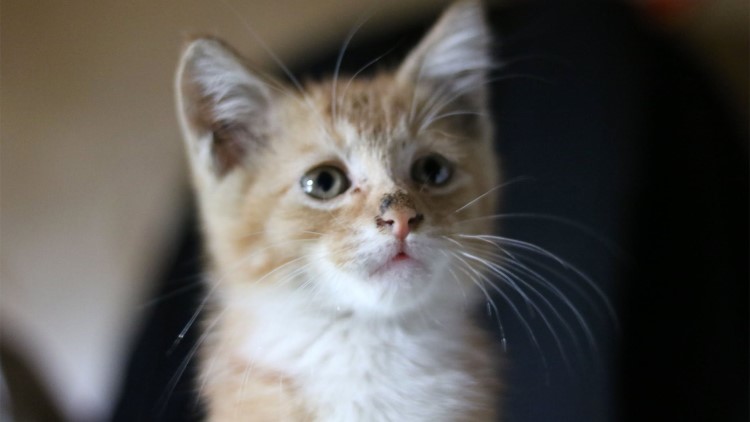 怎么规定猫一日三餐的时间,猫咪的三餐如何分配