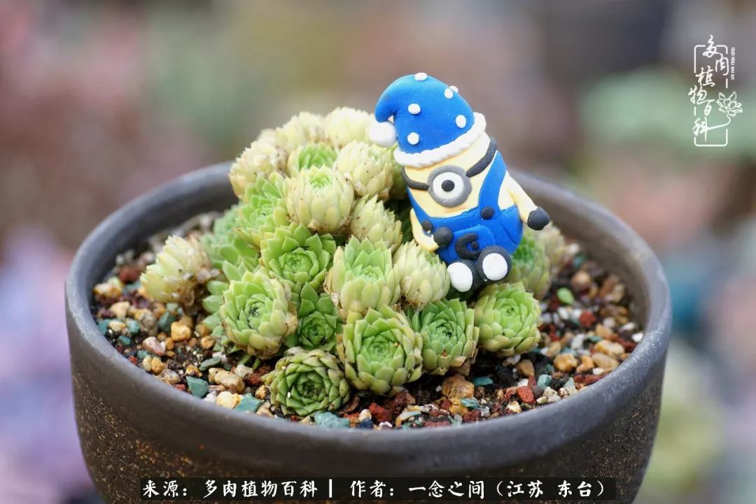 对多肉植物的爱心寄语,赏兰花感言