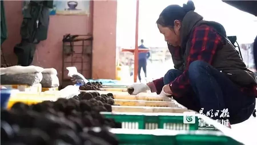 无毒野生菌图鉴大全,见手青野生菌可以吃的种类