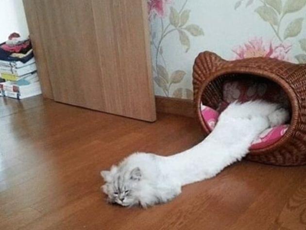 众所周知猫是液体,众所周知猫的缺点