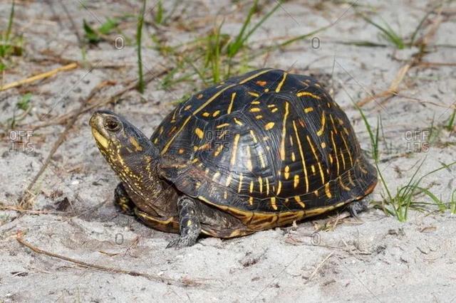 岁月是把杀猪刀？龟的成长中谁的变化大