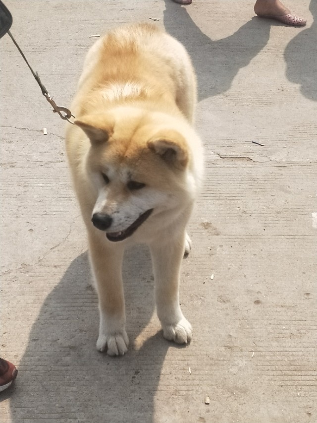 开封狗市抓狗视频,开封狗市拉布拉多和金毛的视频