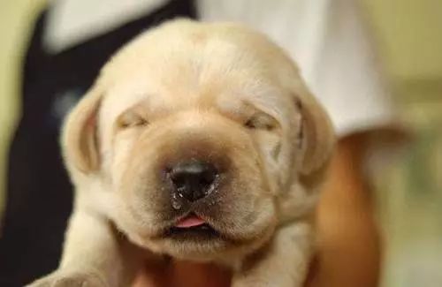 犬瘟病毒在室温下存活多久,狗狗感染犬瘟病毒症状