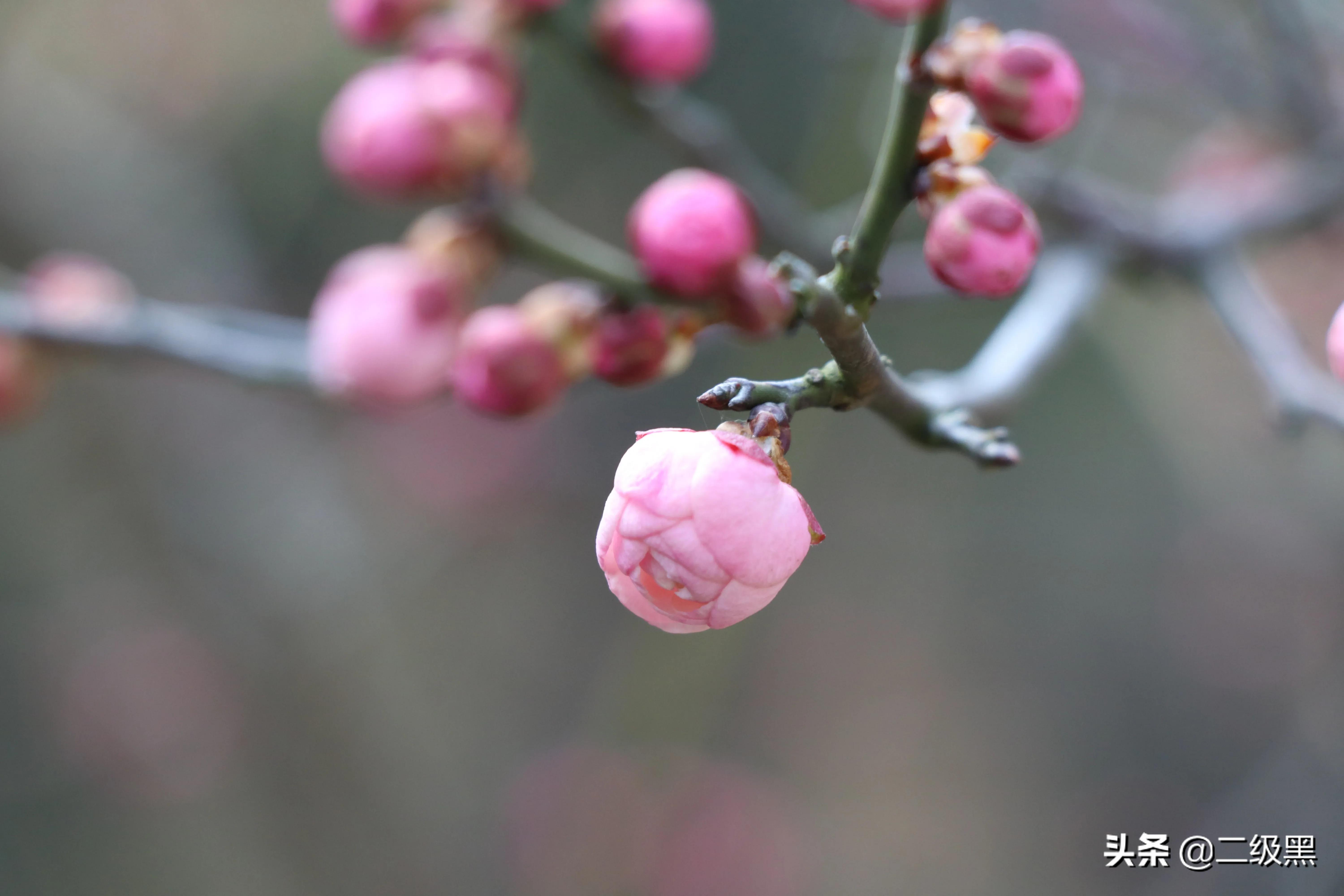春节的由来和习俗故事动画片,春节文化由来和春联文化常识