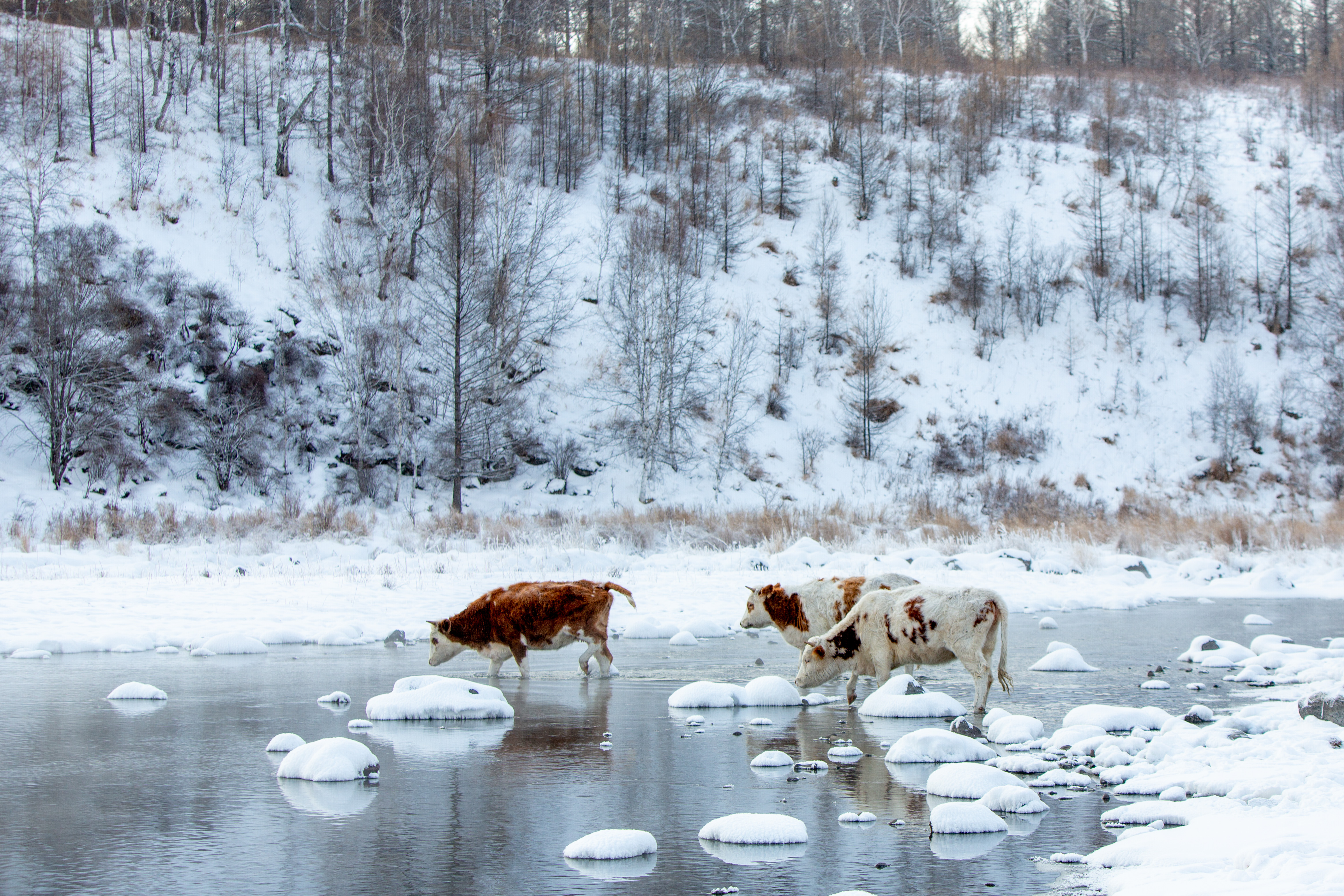 夏季内蒙古自驾游,北京到内蒙古东北自驾游旅行攻略