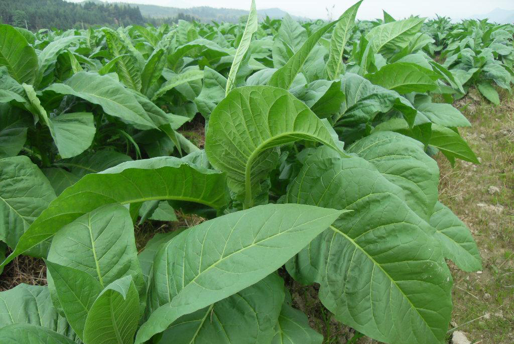 说文解字第280课全集,说文解字第70课