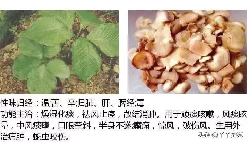 农村身边的中草药主治与功效,中草药全图谱与功效