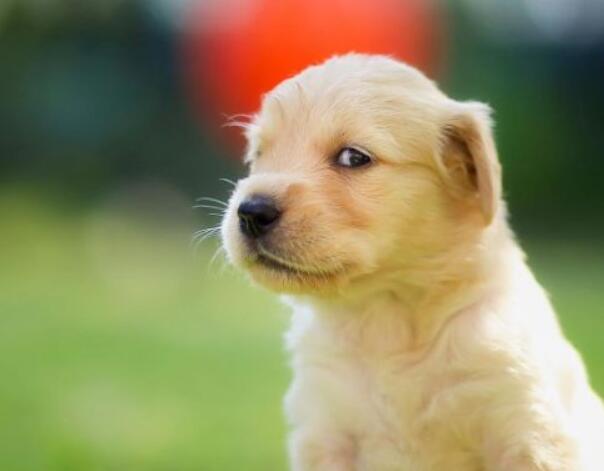 金毛寻回猎犬智商排行,金毛智商排行榜前十名