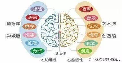 孩子是左撇子怎么办?需要纠正吗?看看孩子的“优势半球”再决定