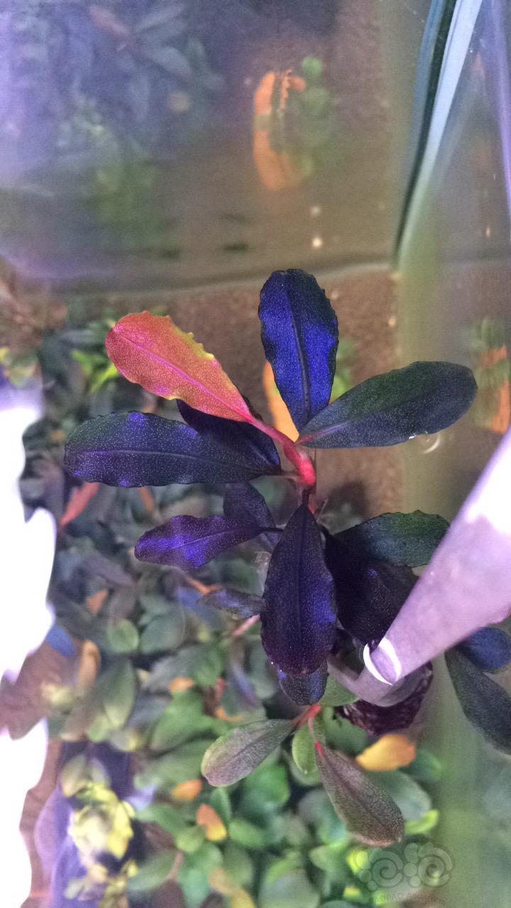 海莲娜辣椒榕和玄武海辣椒榕区别,辣椒榕水草好养吗