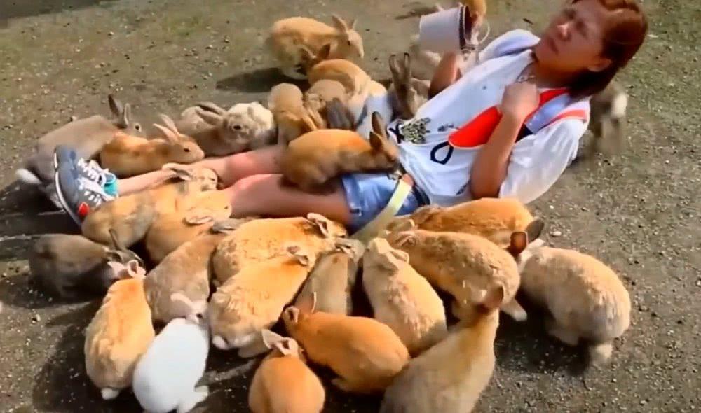 澳洲兔子泛滥为什么不抓来吃,为什么澳洲兔子不能吃