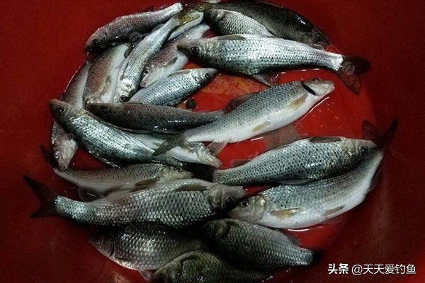 夏季钓花骨鱼钓法技巧,花骨鱼的垂钓技巧