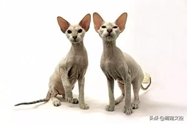 盘点顶级宠物,最贵的宠物猫是什么品种