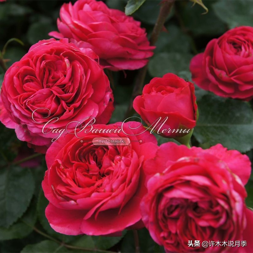 月季不停掉叶子怎么办？教你一招，光杆月季也能重新发芽开花。