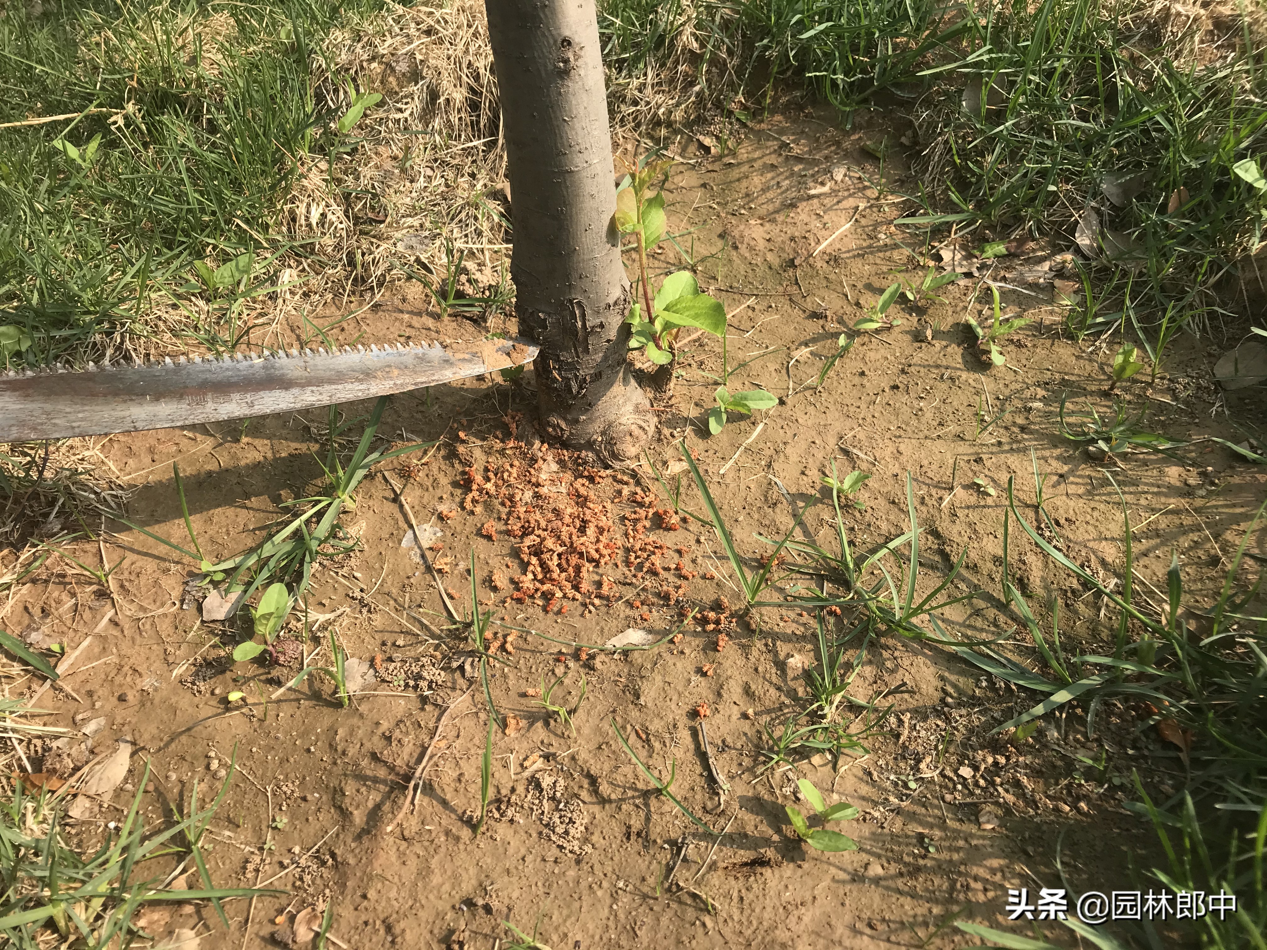 海棠树没花苞是怎么回事,海棠树最怕什么