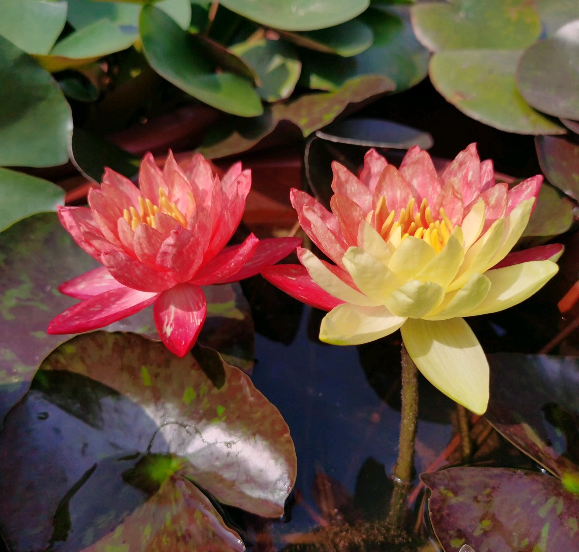 睡莲女王万维莎冬季要引入室内吗,万维莎睡莲图片大全