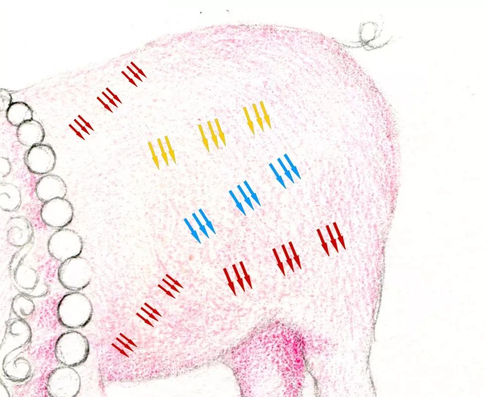 画一只简单又好看的猪,猪年的猪怎么画