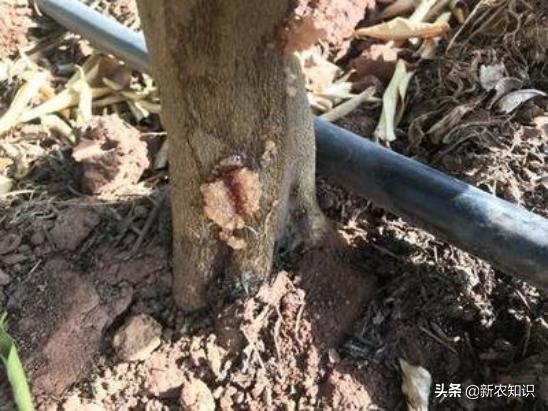 关于橘子的种植小妙招,城固县橘子病虫害