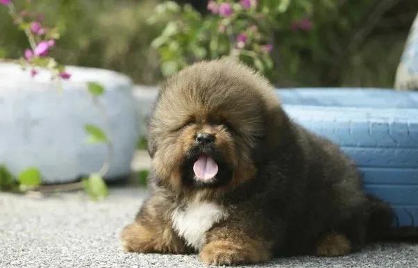 *藏西**袖犬：真实的存在，还是神秘的传说？