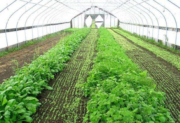 蔬菜卷叶发黄还有救吗,叶类蔬菜黄叶原因及防治方法