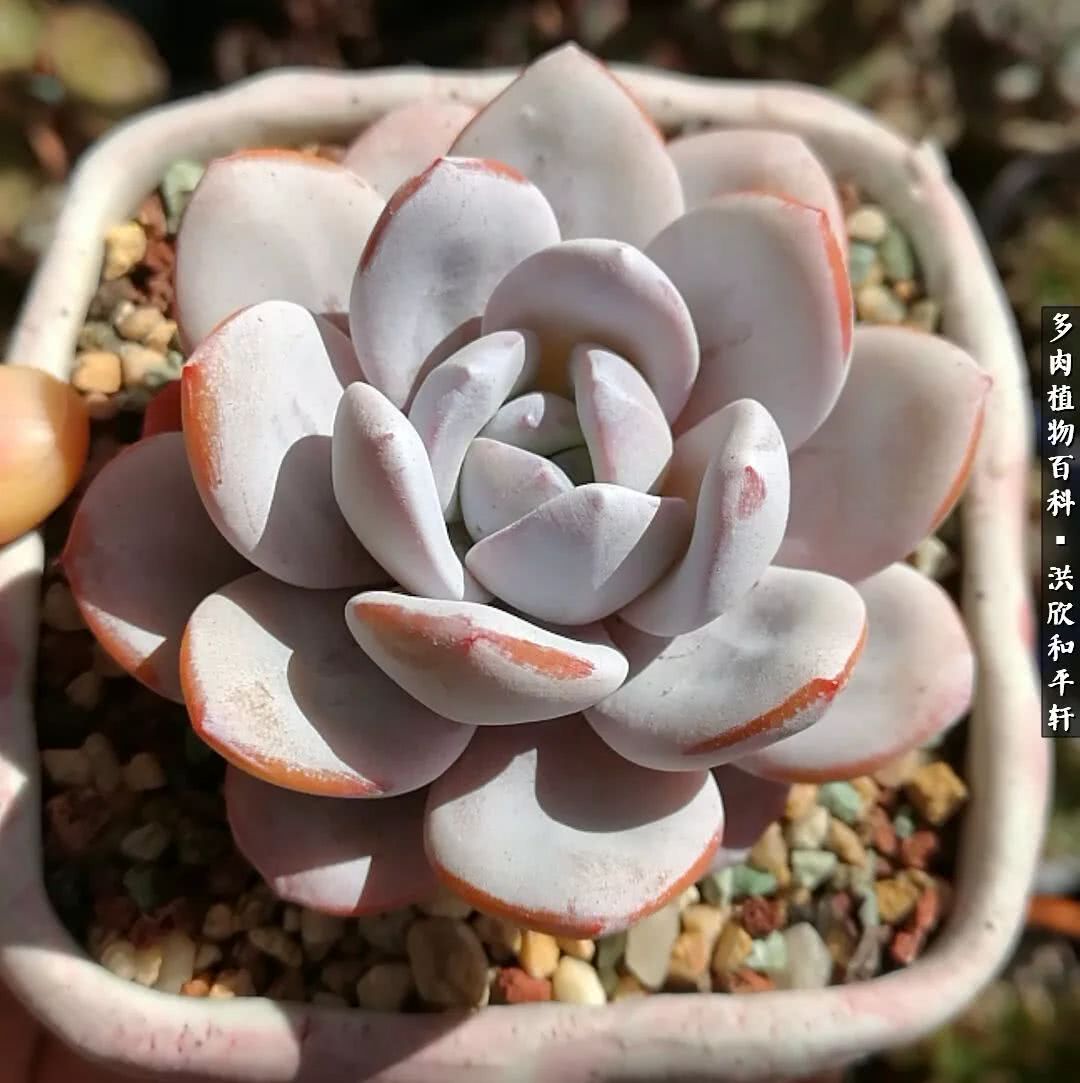 多肉的四季轮回,四季轮回多肉