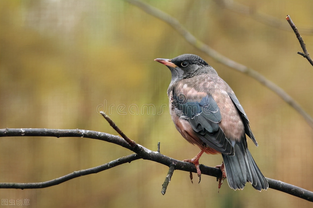 小八哥生病拉肚子,八哥幼鸟拉肚子站立不起来
