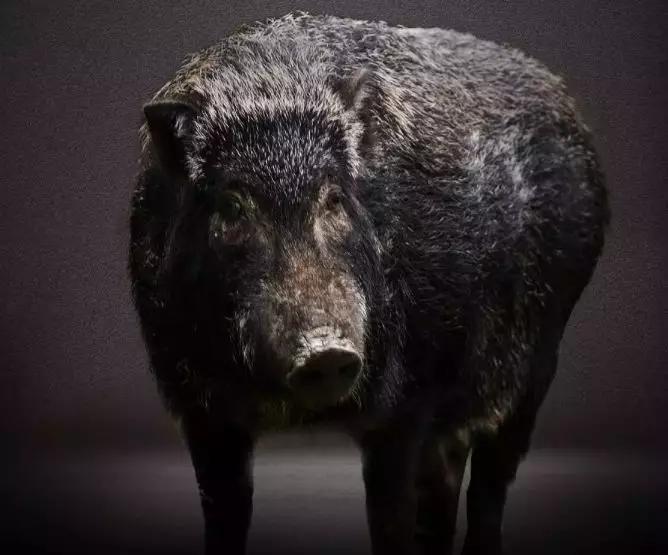 严打非法经营野生动物,贩卖野生保护动物如何处罚