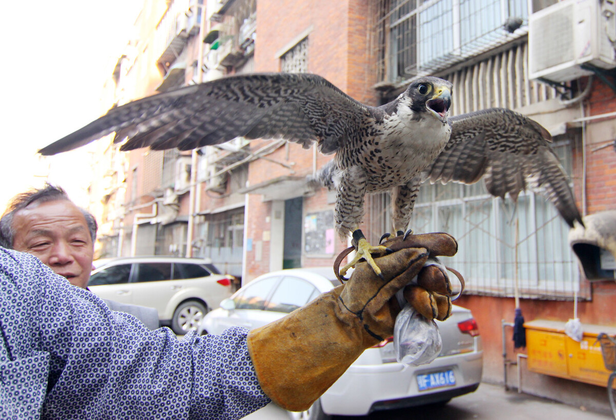 3年杀1.2万只“黄大仙”，被罚960万，其实农民这几种行为也违法