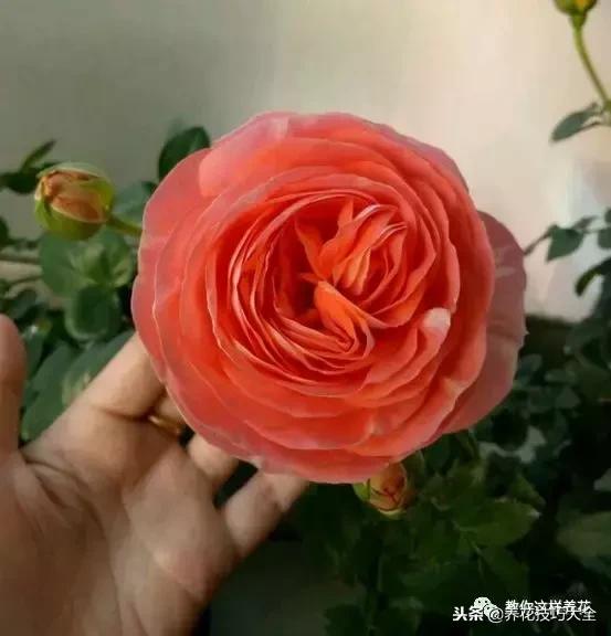 香味最好闻的十种花,一年四季都能闻到香味的四种花