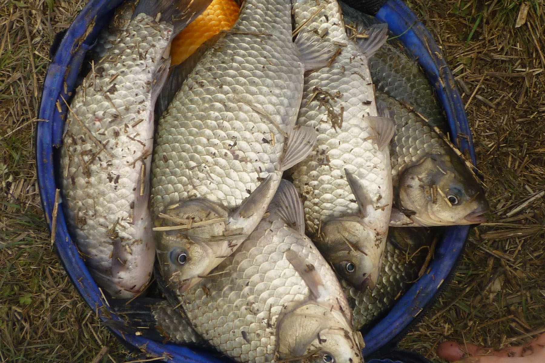 怎么在池塘钓大个体鲫鱼,野外钓鱼如何钓到大鲫大鲤鱼
