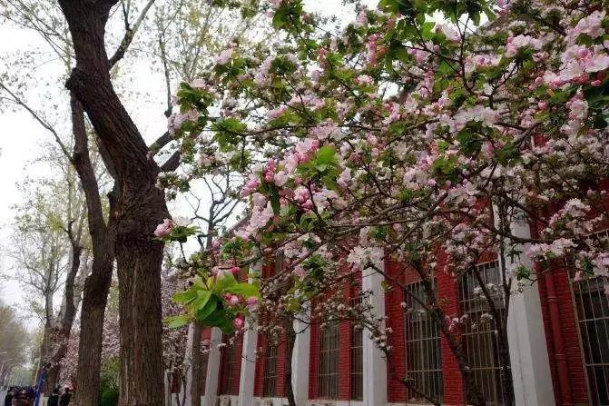 京郊最美的十大花海,京郊这些浪漫花海惊艳初秋的北京