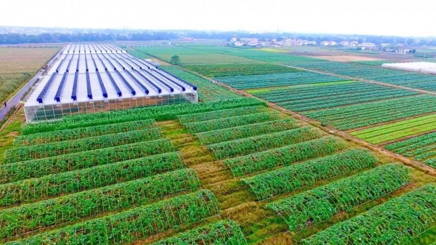 朝日绿源农场现状,朝日绿源引进日本先进农业技术