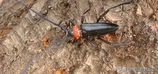 杀灭地下害虫用什么药浇灌,毒辛农药怎样杀灭地下害虫