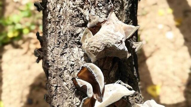 神奇黑木耳,超级神奇的木耳