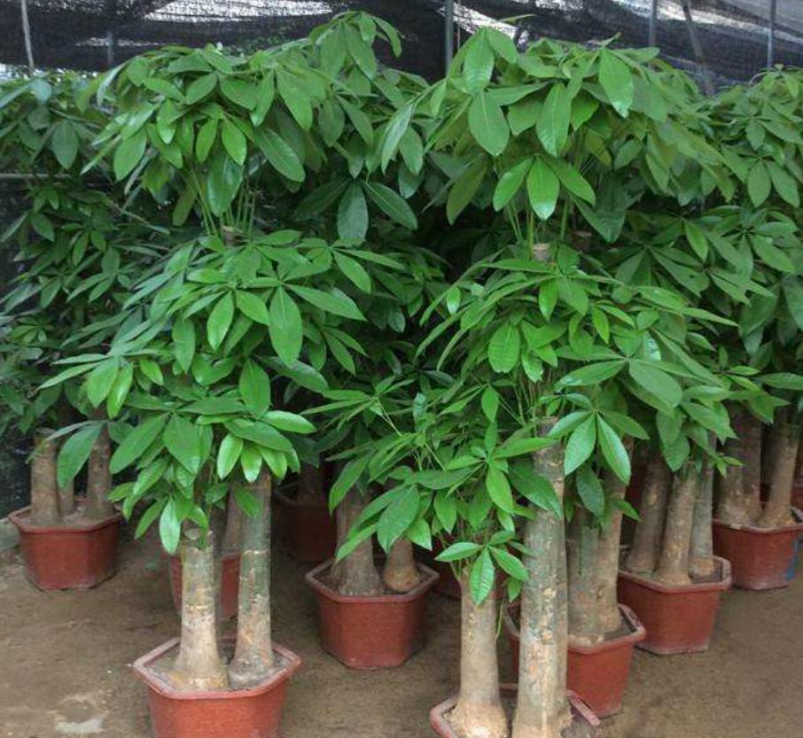 发财树黄叶怎么办五种方法,发财树黄叶落叶怎么挽救