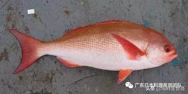 这5种淡水鱼值得多吃,中国最好吃的鱼类排行榜