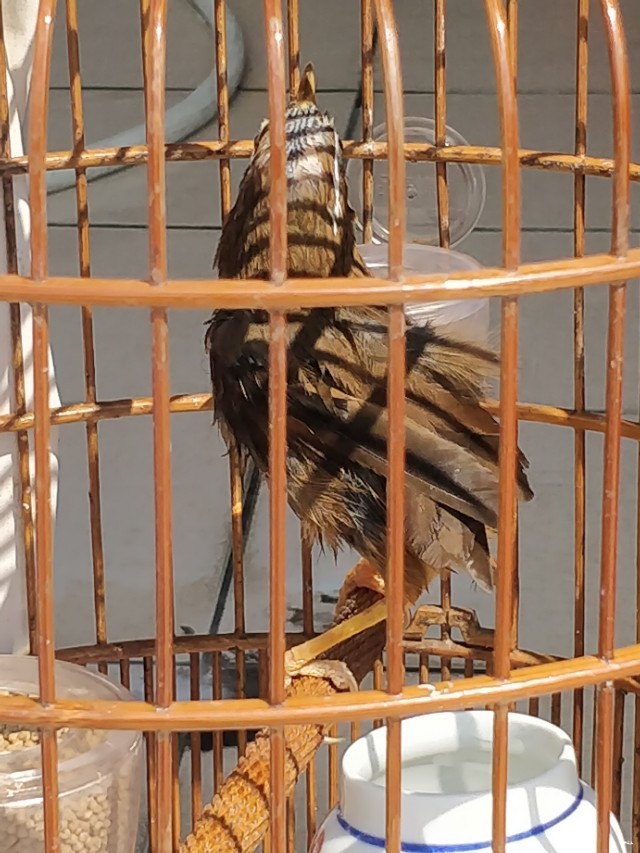 画眉鸟换毛的正确方法,画眉鸟换毛的最佳方法