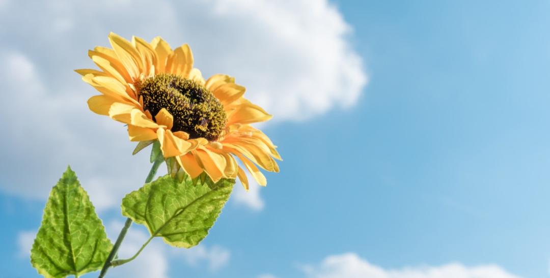 卵巢癌复发转移肺部生存期,卵巢癌复发后治疗的标准方案