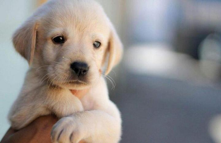 如何辨别、治疗、预防狗狗的耳朵感染疾病？