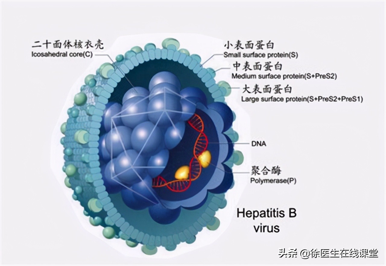 乙肝随着年龄增大能自然转阴吗,乙肝在什么情况下容易转阴