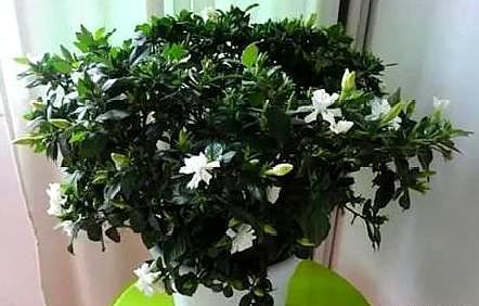 大叶牡丹栀子花黄叶干叶怎么补救,栀子花黄叶的原因及处理方法图片